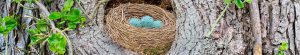 photo of birds nest