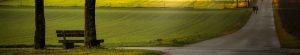 photo: park bench under tree