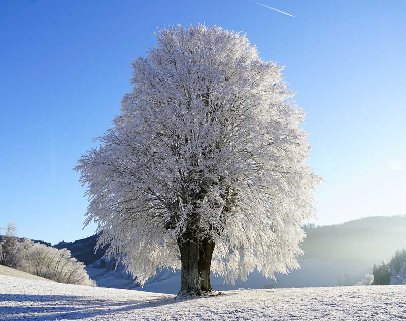 big tree covered in snow