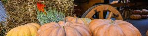 Four big pumpkins with old-fashioned wagon wheel and hay bale in background.