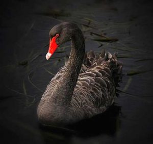 Illustration of black swam with red beak