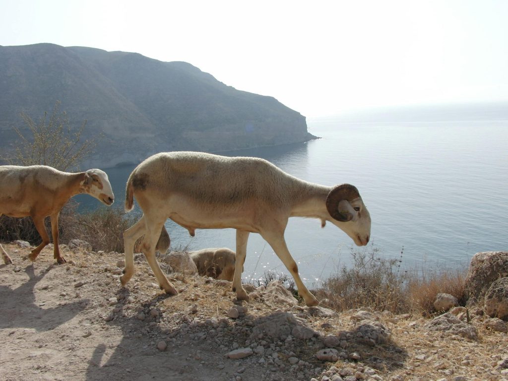 Two sheep walking aside on a cliff