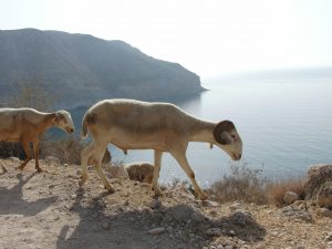 Two sheep walking aside on a cliff